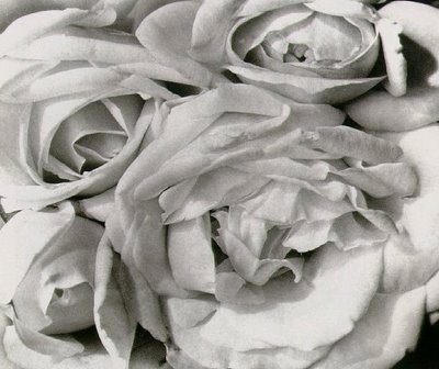 white roses